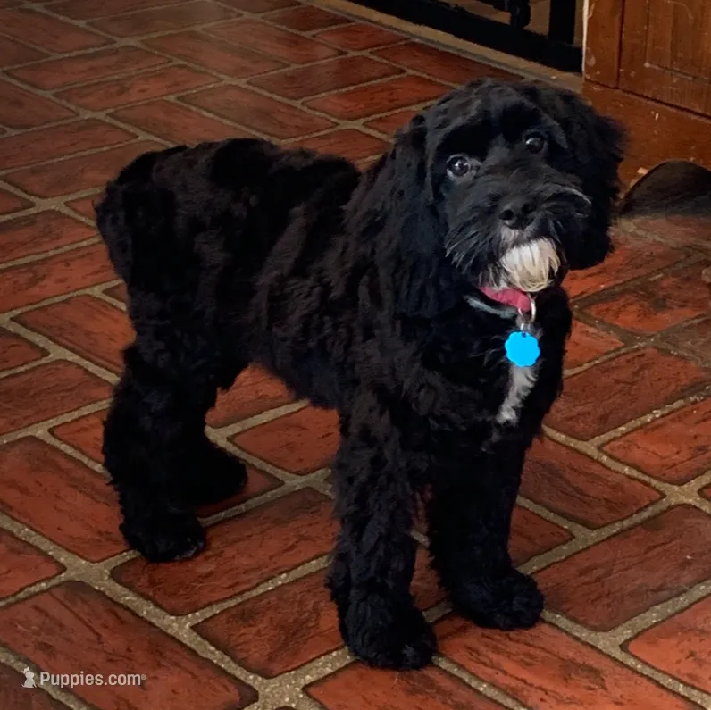 Molly – Cockapoo puppy for sale in Yarmouth, MA