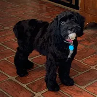 Molly, a female Cockapoo for sale in Yarmouth, MA – 1 of 4