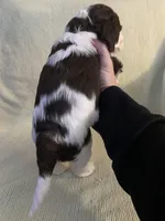 Female 4, a female Cockapoo for sale in Yarmouth, MA – Photo 5 of 9