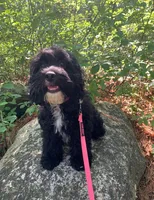 Female 4, a female Cockapoo for sale in Yarmouth, MA – Photo 8 of 9