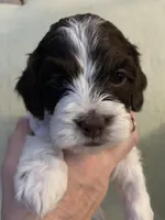 Female 4, a female Cockapoo for sale in Yarmouth, MA – Photo 1 of 9