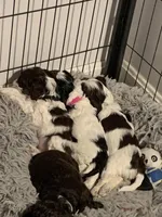 Female 4, a female Cockapoo for sale in Yarmouth, MA – Photo 6 of 9