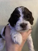 Female 4, a female Cockapoo for sale in Yarmouth, MA – Photo 2 of 9