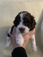 Female 4, a female Cockapoo for sale in Yarmouth, MA – Photo 4 of 9