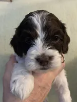 Female 4, a female Cockapoo for sale in Yarmouth, MA – Photo 3 of 9