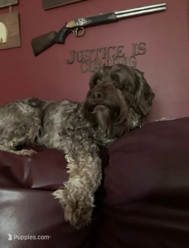 Cooper – Cockapoo puppy for sale in Yarmouth, MA