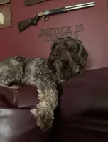 Cooper, a male Cockapoo for sale in Yarmouth, MA – 1 of 2