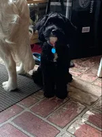 Molly, a female Cockapoo for sale in Yarmouth, MA – 3 of 4