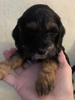 Female 2, a female Cockapoo for sale in Yarmouth, MA – Photo 2 of 8