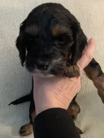 Female 2, a female Cockapoo for sale in Yarmouth, MA – Photo 3 of 8