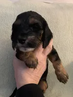 Female 2, a female Cockapoo for sale in Yarmouth, MA – Photo 4 of 8