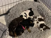 Female 2, a female Cockapoo for sale in Yarmouth, MA – Photo 6 of 8