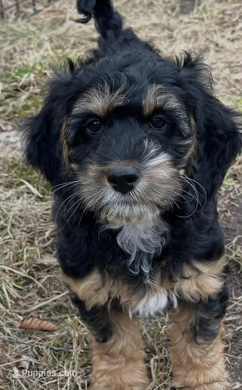 Female 2 – Cockapoo puppy for sale in Yarmouth, MA