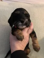 Female 2, a female Cockapoo for sale in Yarmouth, MA – Photo 1 of 8