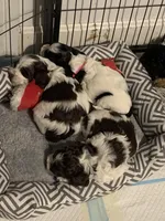 Female 1, a female Cockapoo for sale in Yarmouth, MA – Photo 8 of 8