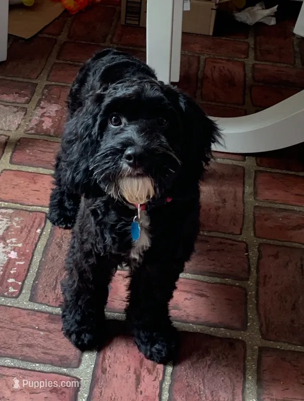Molly – Cockapoo puppy for sale in Yarmouth, MA