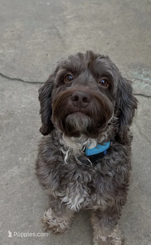 Cooper – Cockapoo puppy for sale in Yarmouth, MA