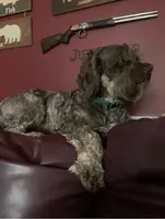 Cooper, a male Cockapoo for sale in Yarmouth, MA – 2 of 2