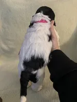 Female 3, a female Cockapoo for sale in Yarmouth, MA – Photo 3 of 7