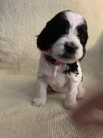 Female 3, a female Cockapoo for sale in Yarmouth, MA – Photo 2 of 7