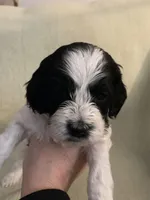 Female 3, a female Cockapoo for sale in Yarmouth, MA – Photo 1 of 7