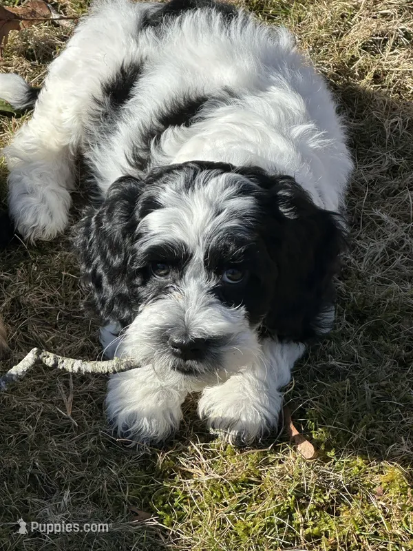 Female 3 – Cockapoo puppy for sale in Yarmouth, MA