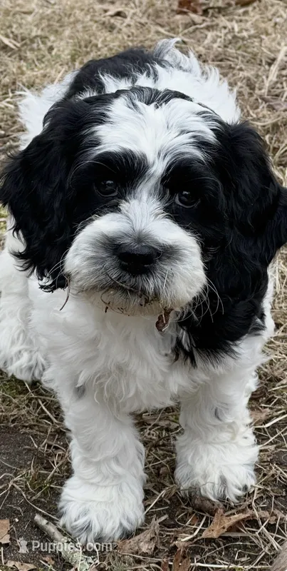 Female 3 – Cockapoo puppy for sale in Yarmouth, MA