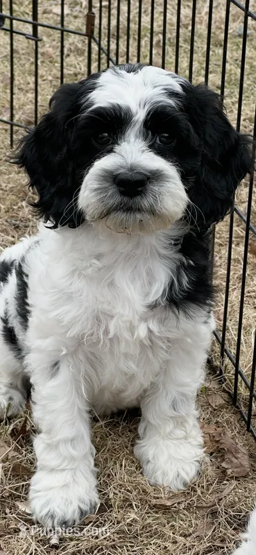 Female 3 – Cockapoo puppy for sale in Yarmouth, MA