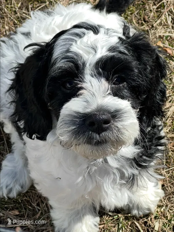 Female 3 – Cockapoo puppy on hold in Yarmouth, MA