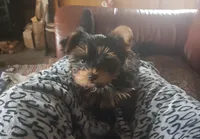 Sprinkles, a female Yorkshire Terrier for sale in West Sacramento, CA – 4 of 4