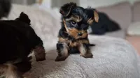 Sprinkles, a female Yorkshire Terrier for sale in West Sacramento, CA – 2 of 4