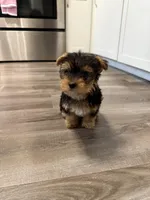 Sprinkles, a female Yorkshire Terrier for sale in West Sacramento, CA – 3 of 4