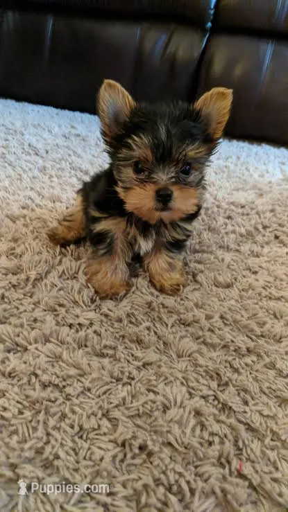 Sprinkles – Yorkshire Terrier puppy for sale in West Sacramento, CA