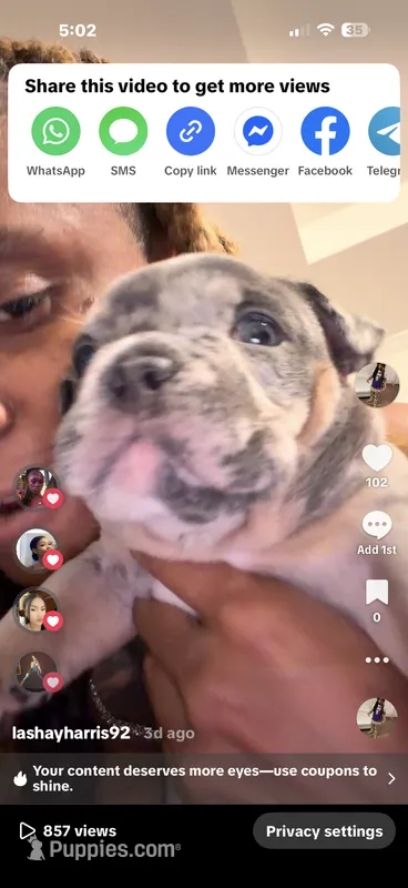 Blue tri Merle boy fully suited  – English Bulldog puppy for sale in Antioch, TN