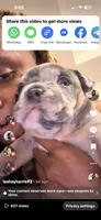 Blue tri Merle boy fully suited , a male English Bulldog for sale in Antioch, TN – 1 of 6
