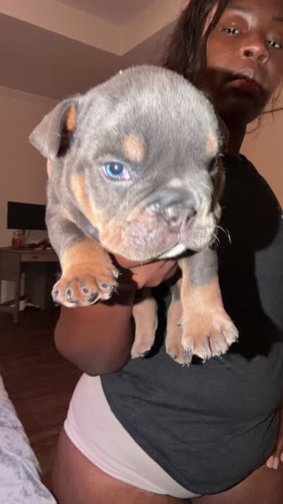 Brown boy , a male English Bulldog for sale in Antioch, TN – 4 of 4