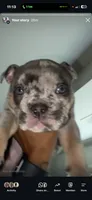 Blue tri Merle boy fully suited , a male English Bulldog for sale in Antioch, TN – 3 of 6