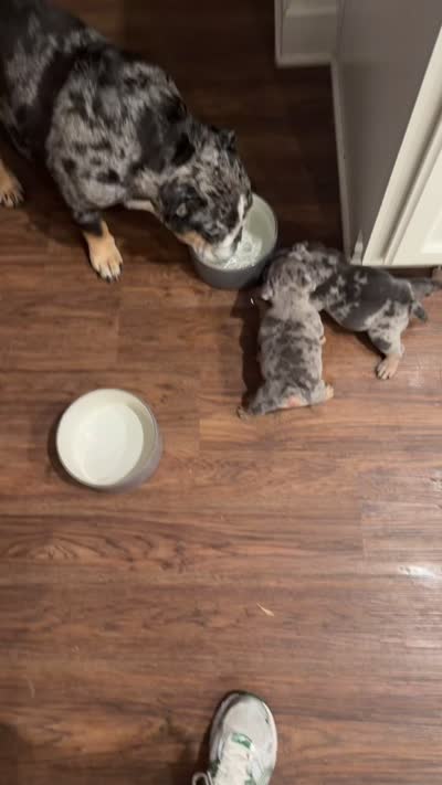 Blue tri Merle boy fully suited , a male English Bulldog for sale in Antioch, TN – 5 of 6