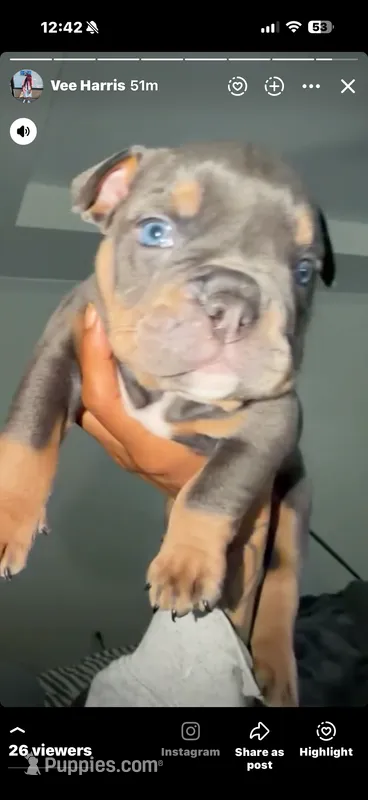 Brown boy  – English Bulldog puppy for sale in Antioch, TN