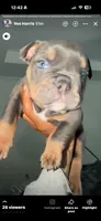 Brown boy , a male English Bulldog for sale in Antioch, TN – 1 of 4