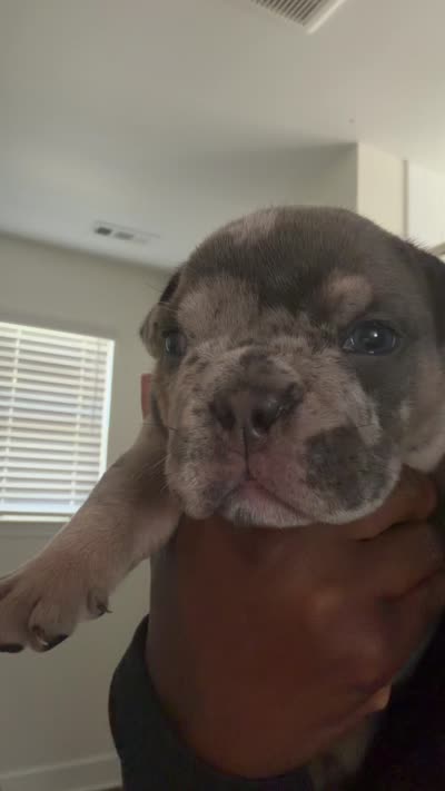 Blue tri Merle boy fully suited , a male English Bulldog for sale in Antioch, TN – 4 of 6