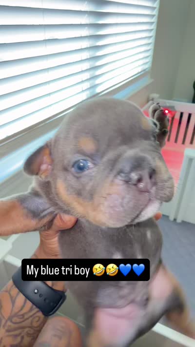 Brown boy , a male English Bulldog for sale in Antioch, TN – 3 of 4