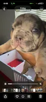 Blue tri Merle boy fully suited , a male English Bulldog for sale in Antioch, TN – 2 of 6