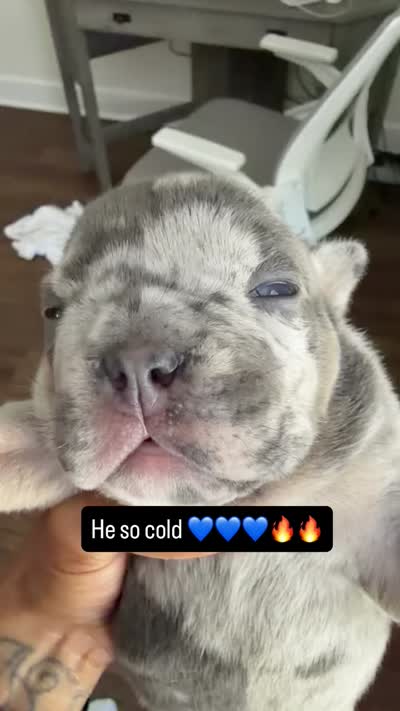 Blue tri Merle boy fully suited , a male English Bulldog for sale in Antioch, TN – 6 of 6