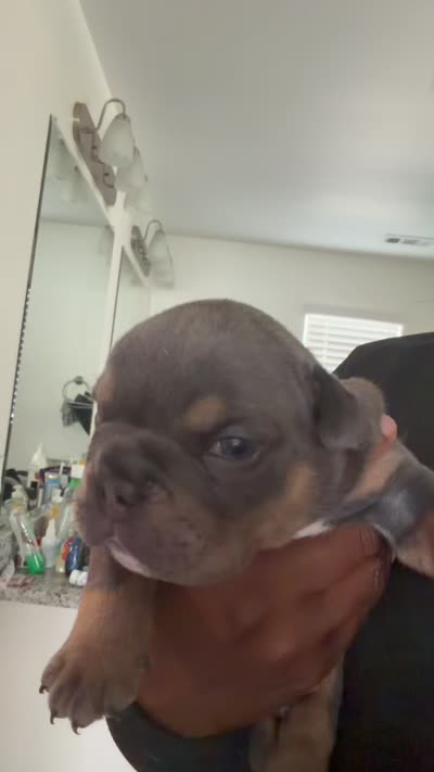 Brown boy , a male English Bulldog for sale in Antioch, TN – 2 of 4