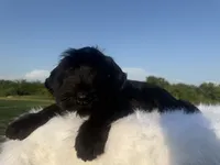 Mario(Champion Import Parents), a male Giant Schnauzer for sale in Locust Grove, OK – 4 of 5