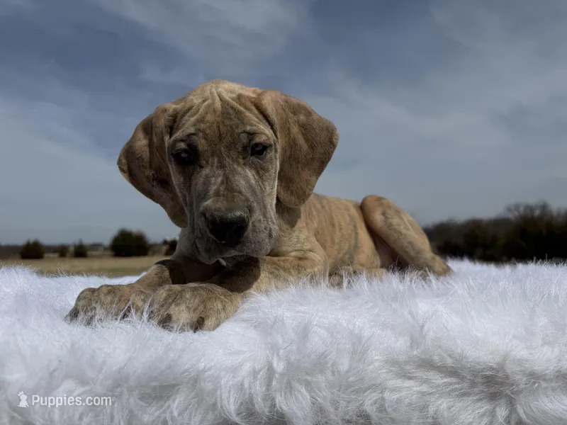 Daria (Euro) blue brindle – Great Dane puppy for sale in Locust Grove, OK