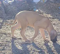 Fawn Female Full euro, a female Great Dane for sale in Locust Grove, OK – Photo 1 of 2