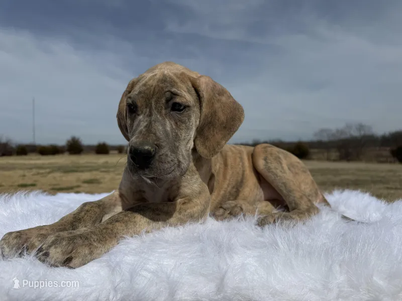 Daria (Euro) blue brindle