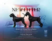 Imported Parents , a  Giant Schnauzer for sale in Locust Grove, OK – 2 of 2